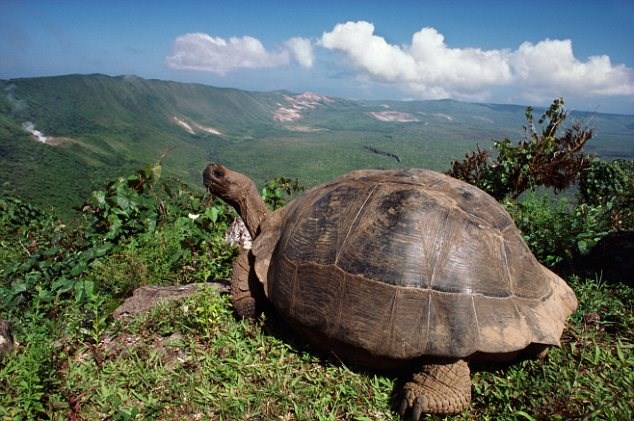Giant tortoise, Galapagos Islands